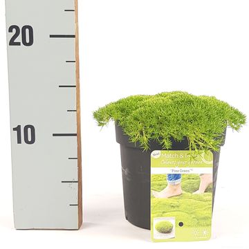 Sagina subulata 'Pine Green'