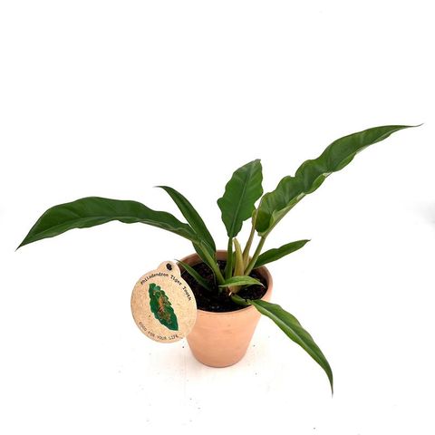 Philodendron 'Narrow'