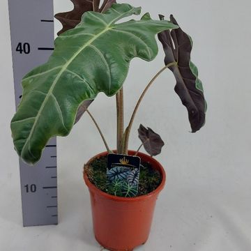 Alocasia 'Spardo Sanderiana'