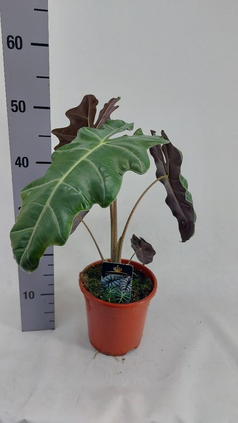 Alocasia 'Spardo Sanderiana'