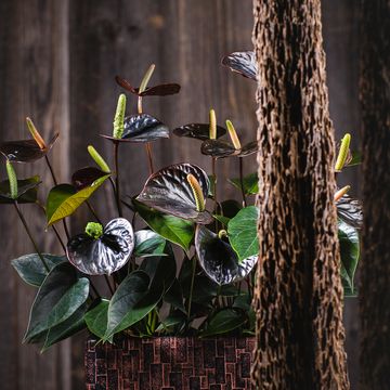 Anthurium BLACK LOVE