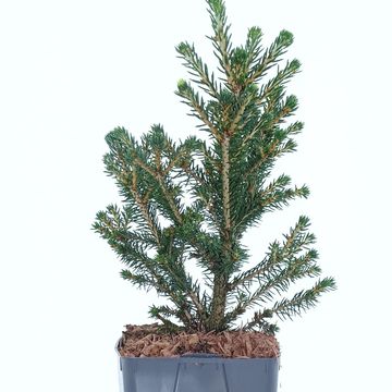 Picea abies 'Вилс Цверг'