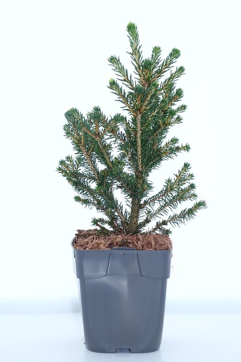 Picea abies 'Вилс Цверг'