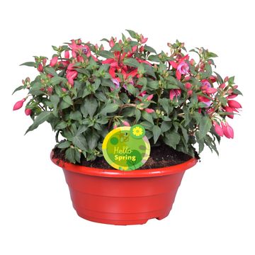 Fuchsia BELLA MIX