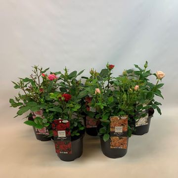 Rosa PALACE MIX