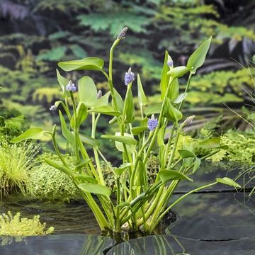 Pontederia lanceolata