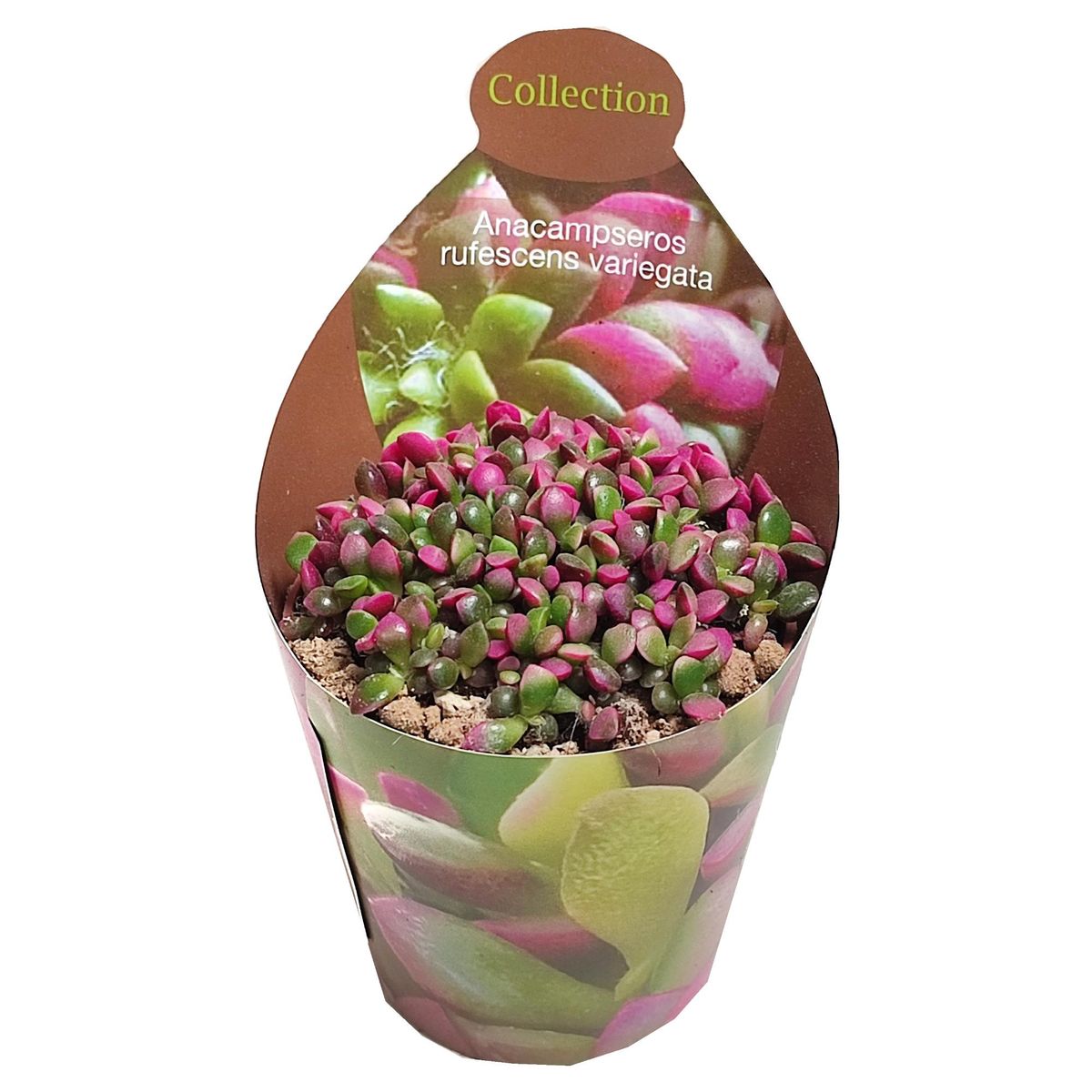 Anacampseros rufescens 'Variegata' — Plant Wholesale FlorAccess