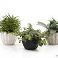 Huonekasvit MIX