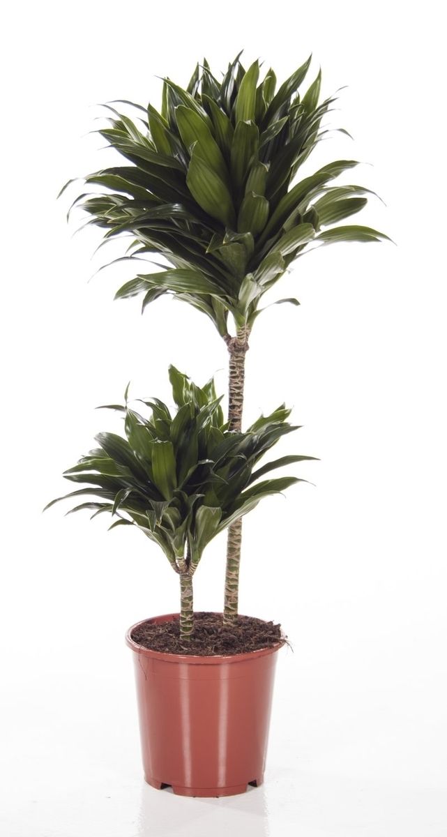 Dracaena Fragrans 'compacta' — Plant Wholesale Floraccess