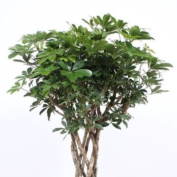 Schefflera arboricola 'Compacta'