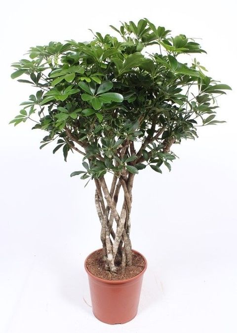 Schefflera arboricola 'Compacta'