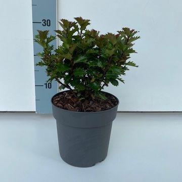 Ilex x meserveae LITTLE RASCAL