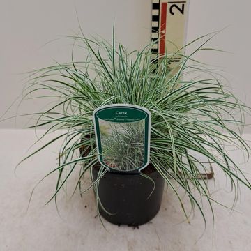 Carex oshimensis EVERCOLOR EVEREST