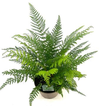 Polystichum setiferum 'Proliferum'