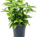 Dracaena surculosa