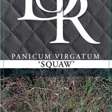 Panicum MIX