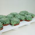 Echeveria elegans