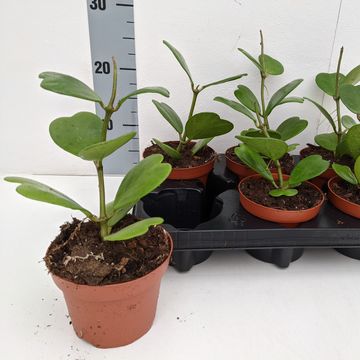Hoya kerrii