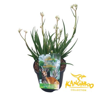 Anigozanthos 'White Diamond'