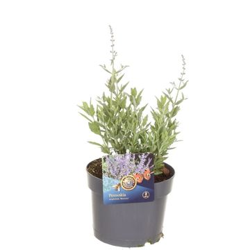 Perovskia atriplicifolia 'Bluesette'