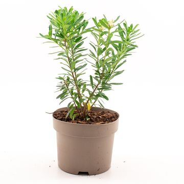 Daphne x transatlantica ETERNAL FRAGRANCE