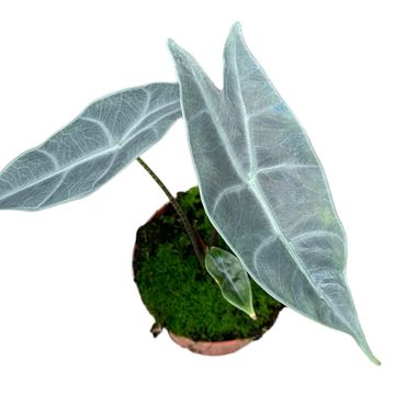 Alocasia longiloba SILVER