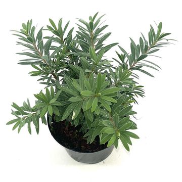 Callistemon viminalis 'Little John'