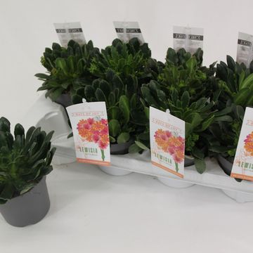 Lewisia cotyledon MOUNTAIN DREAMS MIX