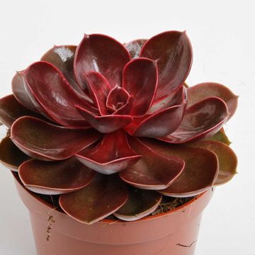 Echeveria 'Magic Red'