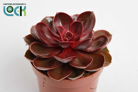 Echeveria 'Magic Red'