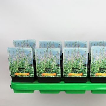 Hosta 'Undulata Mediovariegata'