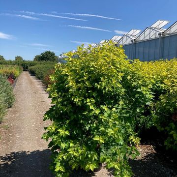 Physocarpus opulifolius 'Dart's Gold'