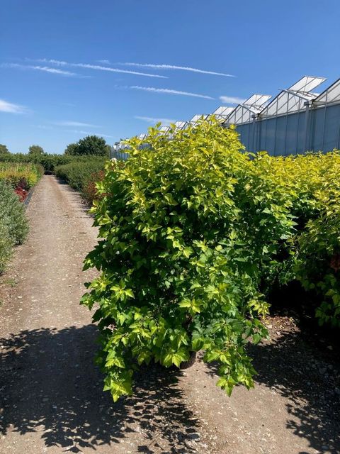 Physocarpus opulifolius 'Dart's Gold'