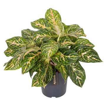 Aglaonema 'Melon Candy'