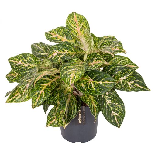 Aglaonema 'Melon Candy'