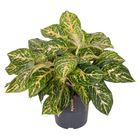 Aglaonema 'Melon Candy'