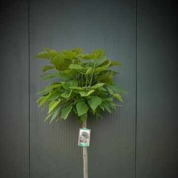 Catalpa bignonioides 'Nana'