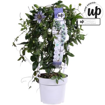 Passiflora caerulea 'Duuk'