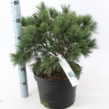 Pinus strobus 'Bergman's Mini'