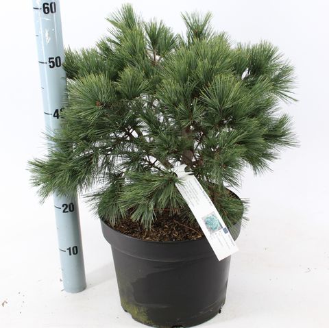 Pinus strobus 'Bergman's Mini'