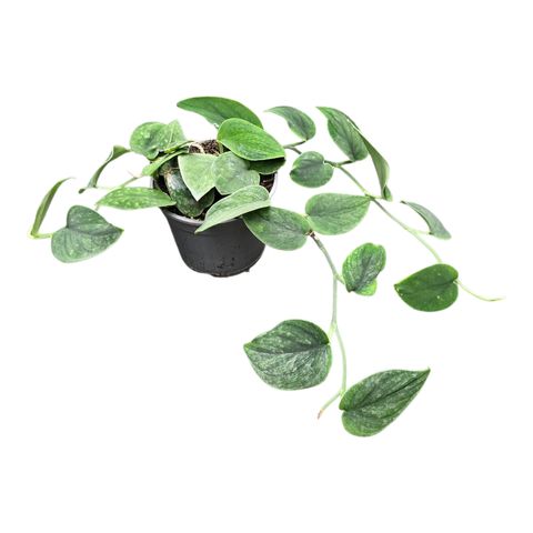 Scindapsus Sp Borneo