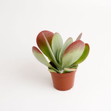 Kalanchoe thyrsiflora RED LIPS