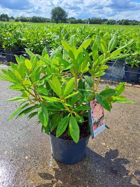 Rhododendron 'Перси Вайсман' (Y)