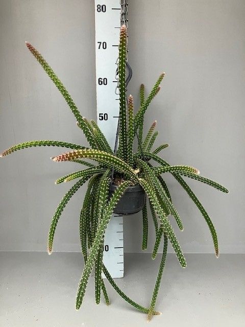 Aporocactus x mallisonii