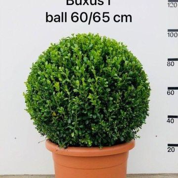 Buxus microphylla 'Faulkner'
