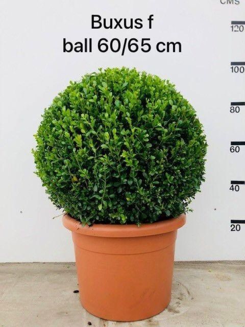 Buxus microphylla 'Faulkner'