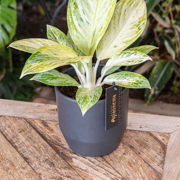 Aglaonema 'Arctic Lime'