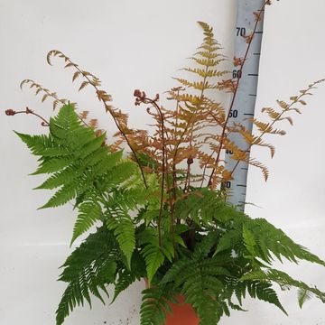 Dryopteris erythrosora