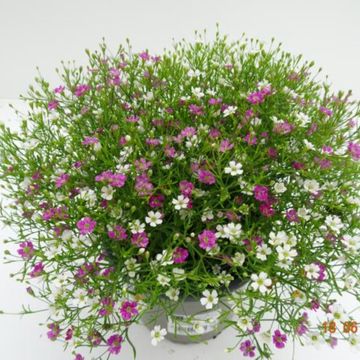 Gypsophila muralis MIX IN POT