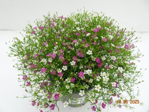 Gypsophila muralis MIX IN POT